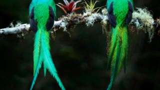 Quetzal l'oiseau emblématique du Costa Rica