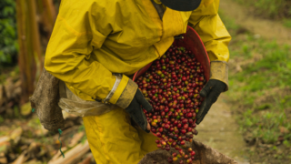 petit producteur de Café du costa rica, région Los Santos