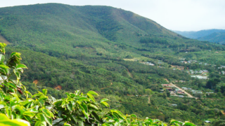 Plantation de café Nápoles de Tarrazú