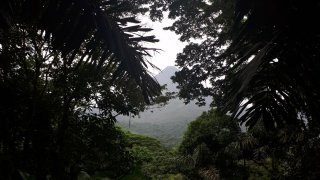 Jungle mystérieuse d'une région incontournable du Costa Rica