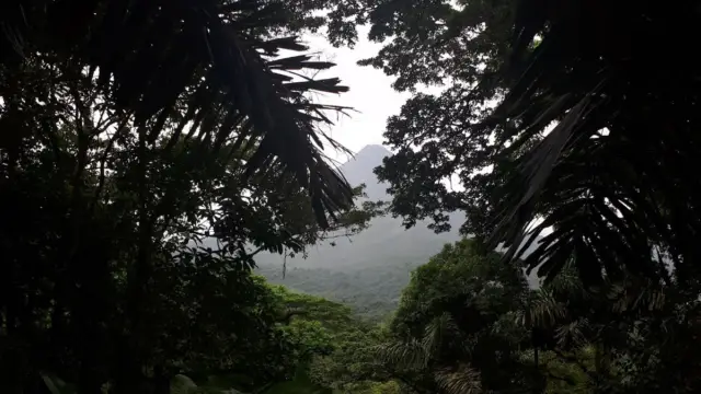 Jungle mystérieuse d'une région incontournable du Costa Rica