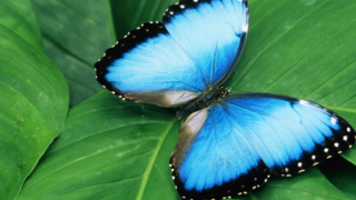 Morpho célèbre papillon du costa rica