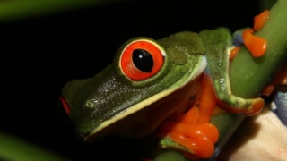 Réserve Tirimbina Costa Rica
