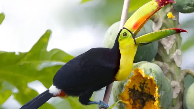 Toucan Arco iris, oiseau typique du Costa Rica
