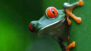 grenouille faune biodiversité costa rica