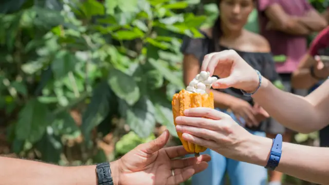 Tour de cacao - Costa Rica