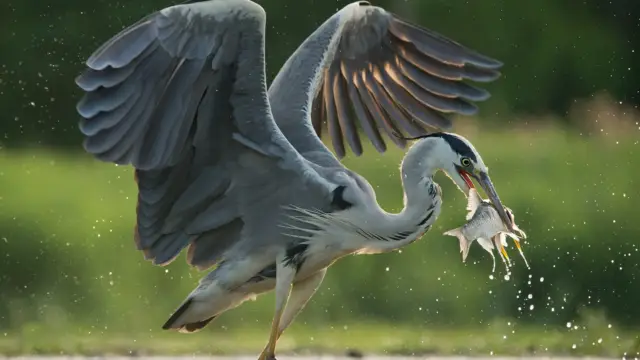 Heron du Costa Rica