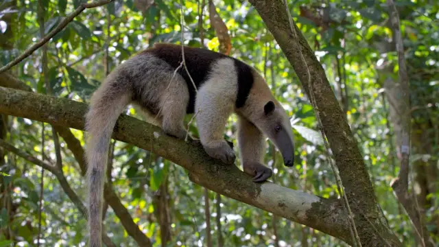 Tamandua du Costa Rica