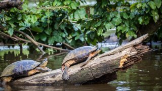 Tortues vertes de Tortuguero, Costa Rica