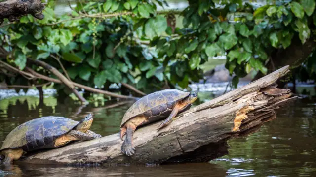 Tortues vertes de Tortuguero, Costa Rica