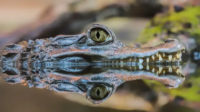Crocodile du Costa Rica