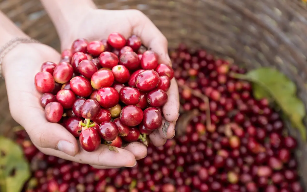 Café du Costa Rica, agriculture