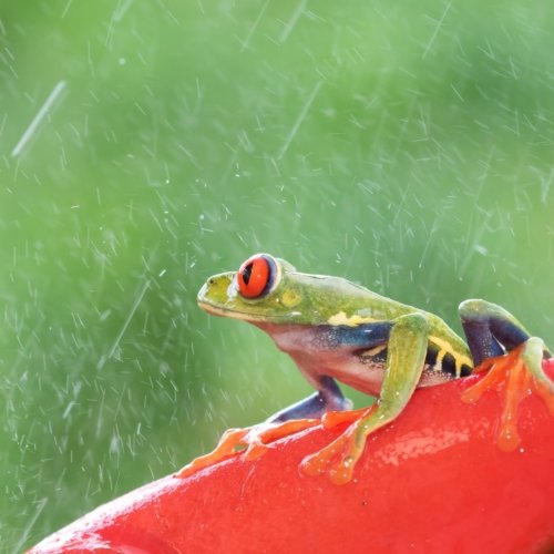 Récit d’un voyage au Costa Rica en « saison verte » ou saison des pluies