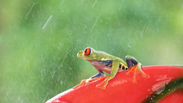 Récit d’un voyage au Costa Rica en « saison verte » ou saison des pluies