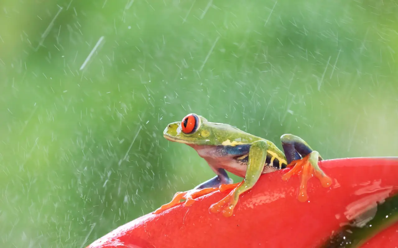 Grenouille sous la pluie du Costa Rica