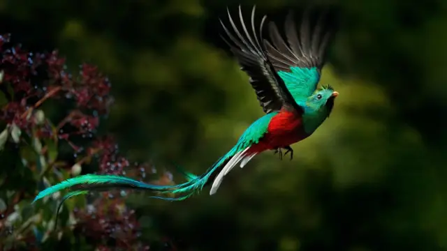 Quetzal, oiseau typique du Costa Rica