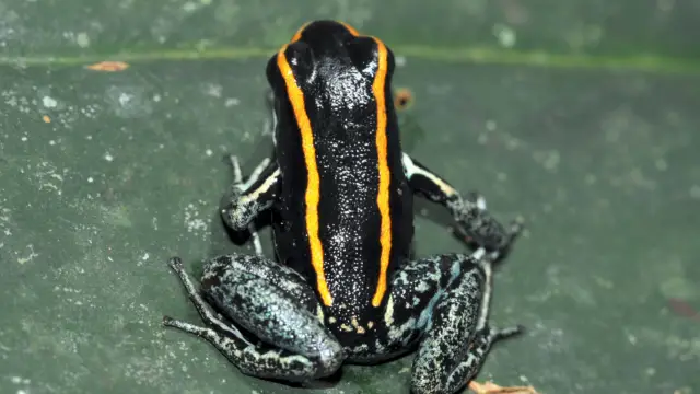 Grenouille de Golfo Dulce au Costa Rica