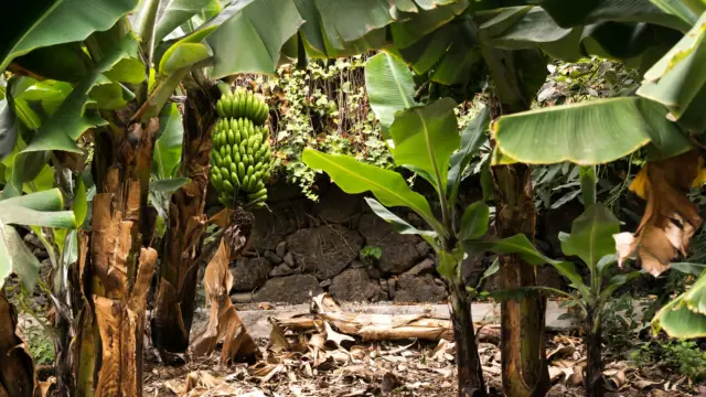 Bananes du Costa Rica