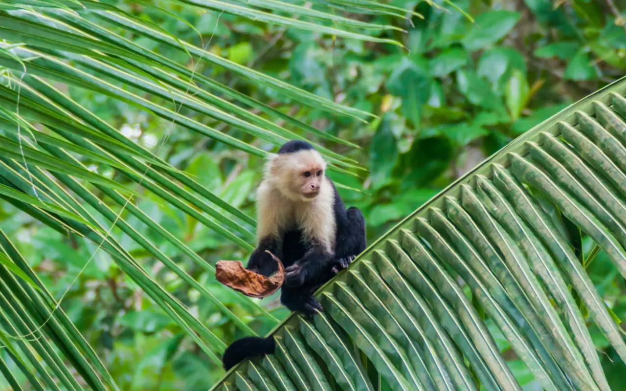 Singe capucin de Cahuita au Costa Rica