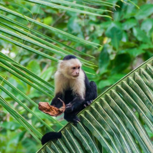 Jaguar Rescue Center selon Axelle