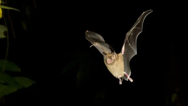 Chauve-souris du Costa Rica