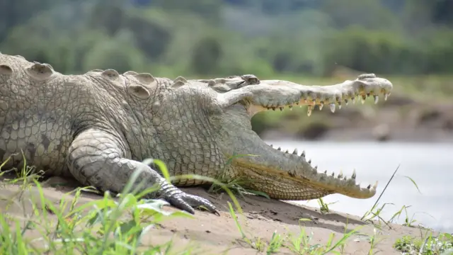 Crocodile du Costa Rica