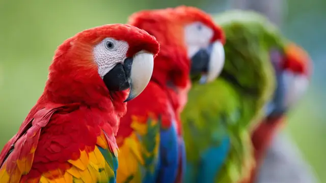 Aras du Costa Rica