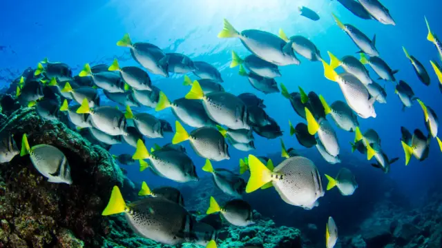Poissons des caraïbes du Costa Rica