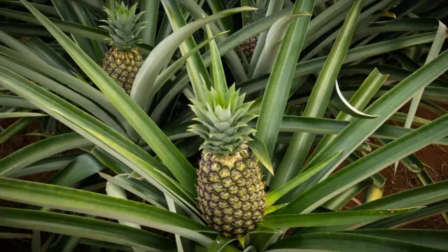 Photo d'un ananas du Costa Rica