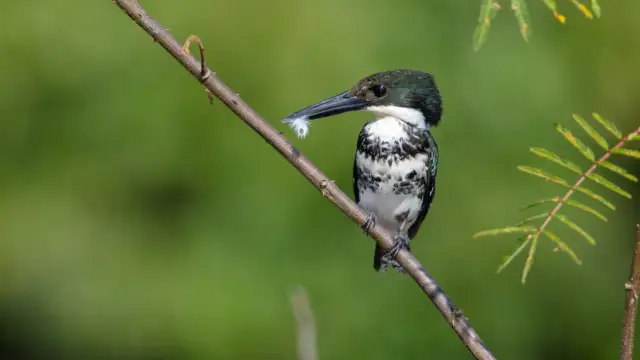 Kingfisher du Costa Rica