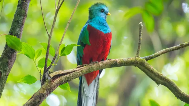 Quetzal,oiseau typique du Costa Rica
