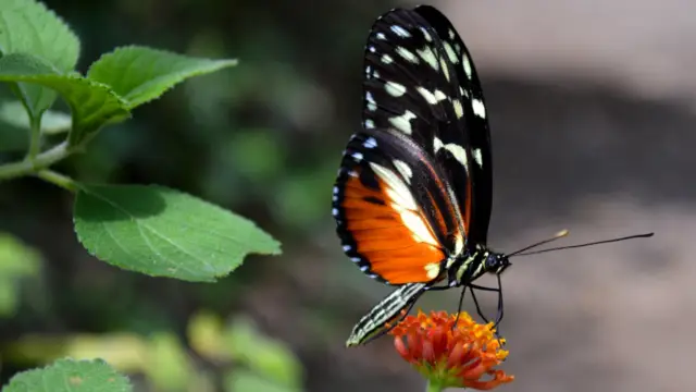 Papillon du Costa Rica