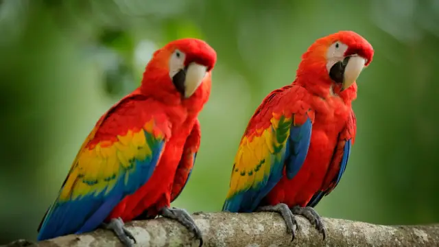 Paire de grands perroquets Ara Macao, dans l’habitat forestier. Deux oiseaux rouges assis sur une branche,. Scène d’amour de la faune de la forêt tropicale nature.