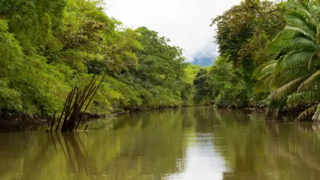Mangrove de Sierpe, Costa Rica