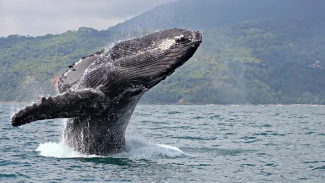 Baleine du Costa Rica