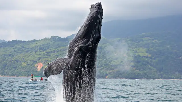 Baleine du Costa Rica