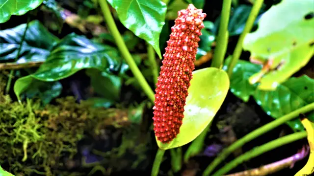 Anthurium orange, orchidée du Costa Rica