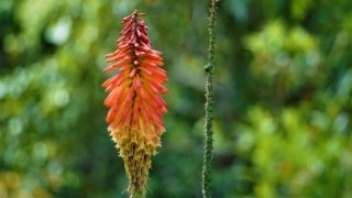 Agro-écologie au Costa Rica