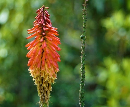 Agro-écologie au Costa Rica
