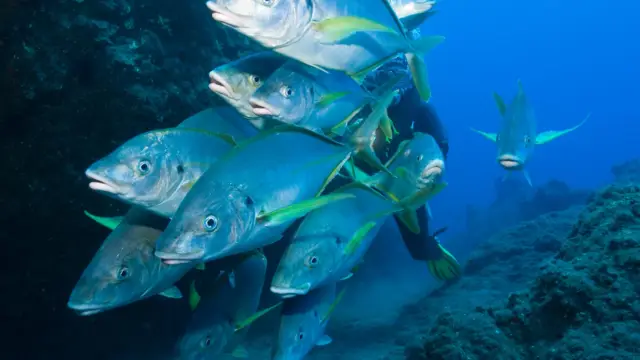 Poisson carangue du Costa Rica