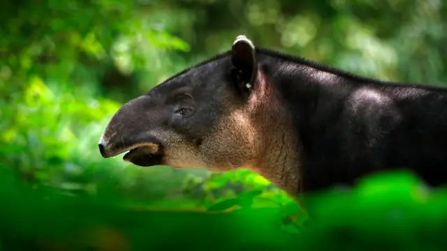 TAPIR COSTA RICA