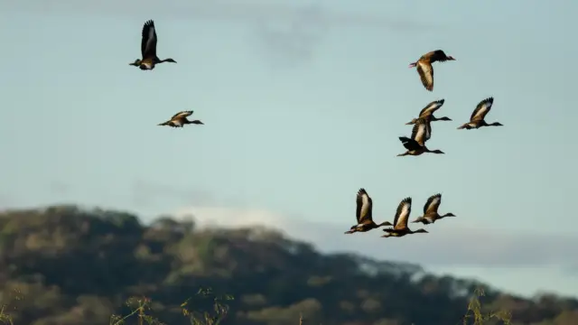 Oiseaux de Palo verde voyage ornithologique costa rica