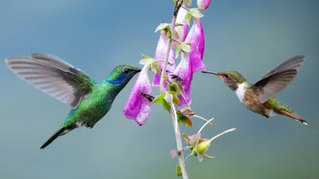 Orchidées du Costa Rica