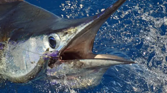 Peche au Costa Rica