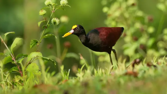 voyage ornithologique costa rica - Oiseau de la reserve de Cano Negro
