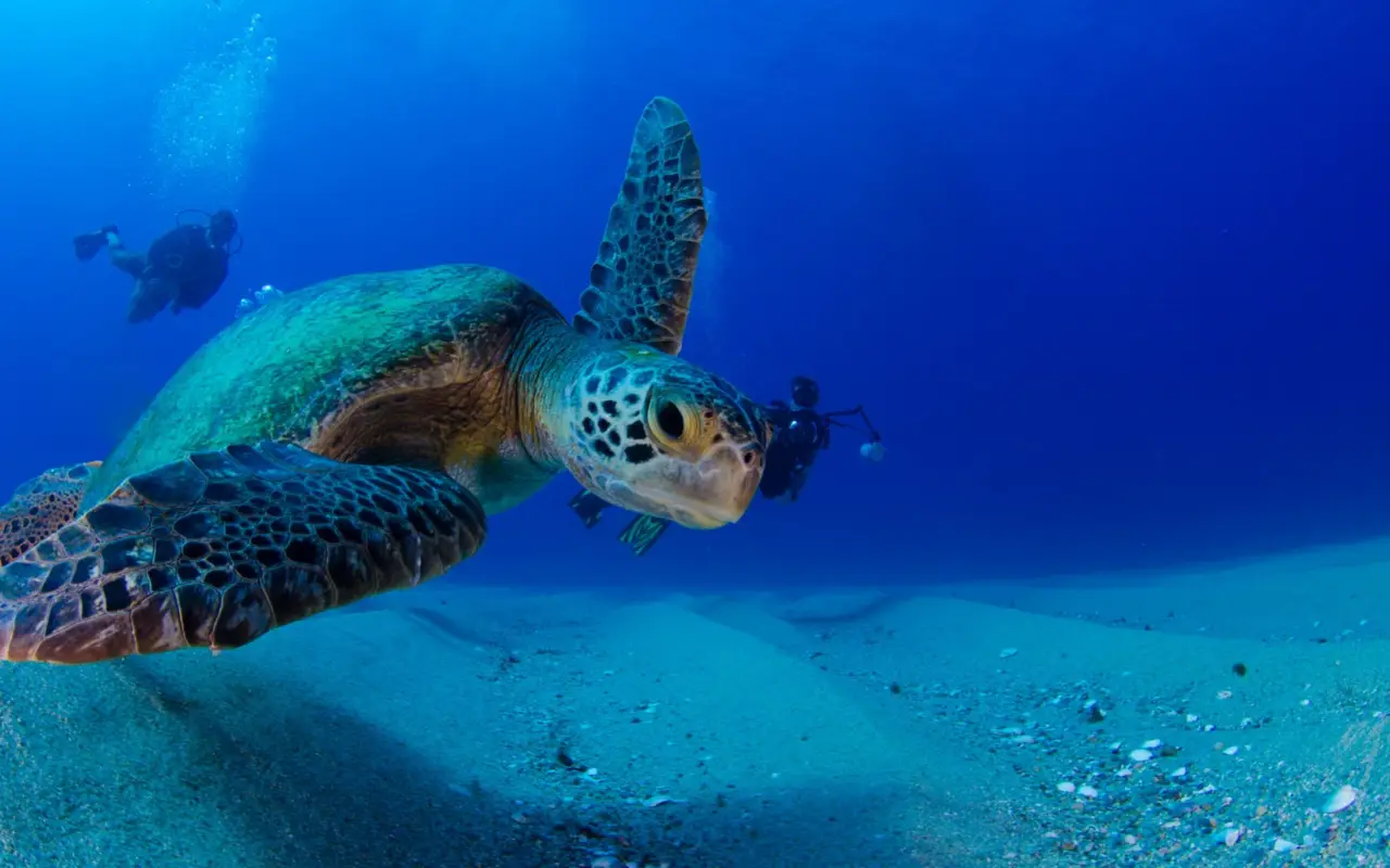 Tortues de mer au Costa Rica