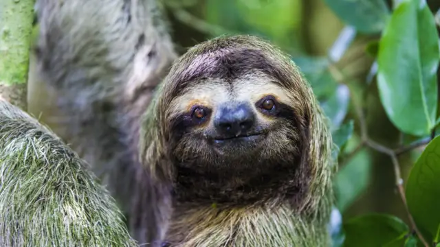 Paresseu du Costa Rica