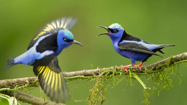 Oiseaux du Costa Rica