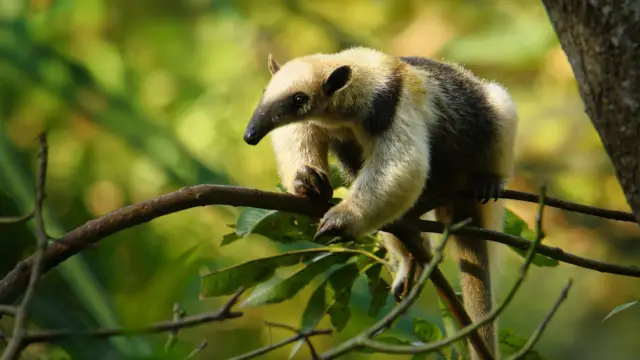 La Péninsule d’osa: <br><b>du Parc Corcovado au Golfo Dulce</b>