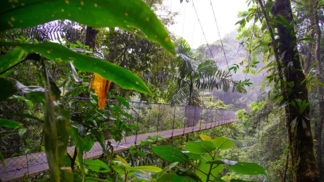 Pont suspendu de la régiond'Arenal voyage ornithologique costa rica